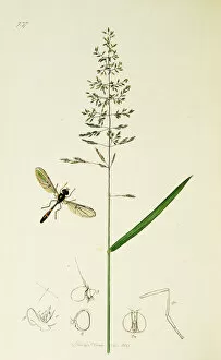 Diptera Collection: Curtis British Entomology Plate 737