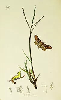 Ledipotera Collection: Curtis British Entomology Plate 739