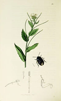 Arabis Collection: Curtis British Entomology Plate 74