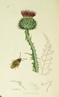 Ledipotera Collection: Curtis British Entomology Plate 741