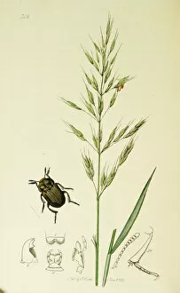 Ledipotera Collection: Curtis British Entomology Plate 742
