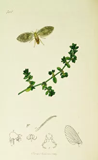 Diptera Collection: Curtis British Entomology Plate 745
