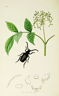 Ledipotera Collection: Curtis British Entomology Plate 746