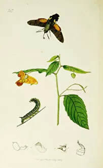 Ledipotera Collection: Curtis British Entomology Plate 747