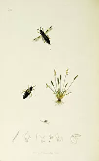 Ledipotera Collection: Curtis British Entomology Plate 748