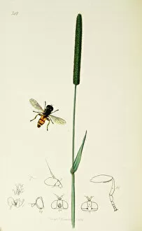 Diptera Collection: Curtis British Entomology Plate 749