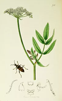 Ledipotera Collection: Curtis British Entomology Plate 750