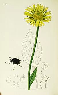 Curtis British Entomology Plate 754