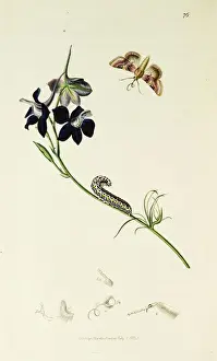 Curtis British Entomology Plate 76