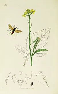 Sinapis Gallery: Curtis British Entomology Plate 764