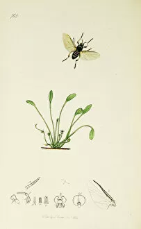 Images Dated 18th April 2016: Curtis British Entomology Plate 765