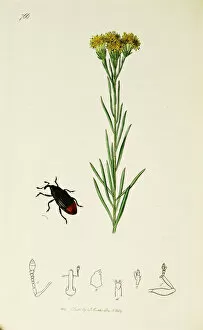 Ledipotera Collection: Curtis British Entomology Plate 766