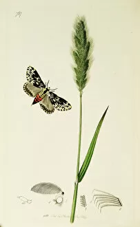 Ledipotera Collection: Curtis British Entomology Plate 767