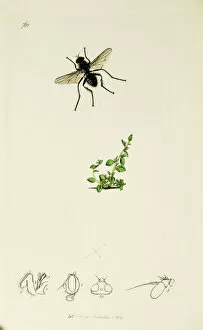 Diptera Collection: Curtis British Entomology Plate 768