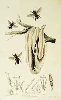 Ledipotera Collection: Curtis British Entomology Plate 769