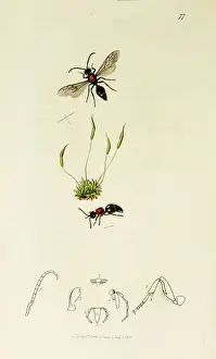 Subulata Prints: Curtis British Entomology Plate 77