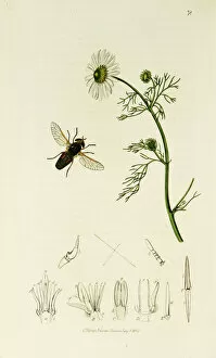 Alpinus Gallery: Curtis British Entomology Plate 78