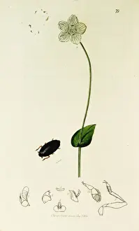 Curtis British Entomology Plate 79