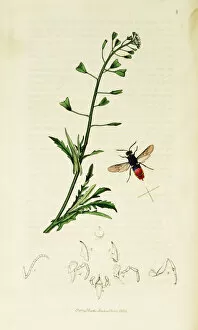 Purse Collection: Curtis British Entomology Plate 8