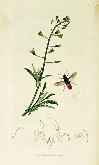 Purse Prints: Curtis British Entomology Plate 8