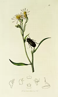 Ledipotera Collection: Curtis British Entomology Plate 80