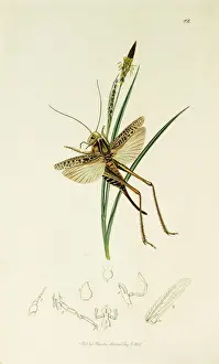 Orthoptera Prints: Curtis British Entomology Plate 82