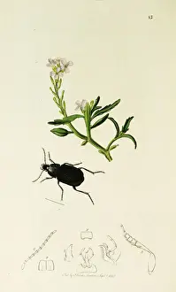 Maritima Prints: Curtis British Entomology Plate 83