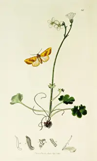 Granulata Prints: Curtis British Entomology Plate 84