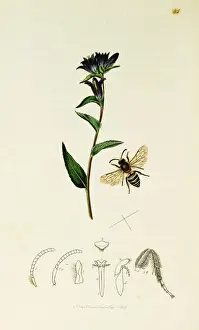 Burrowing Prints: Curtis British Entomology Plate 85