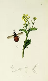 Laevis Collection: Curtis British Entomology Plate 86