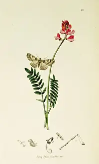 Ringed Prints: Curtis British Entomology Plate 88
