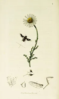 Nobilis Collection: Curtis British Entomology Plate 9