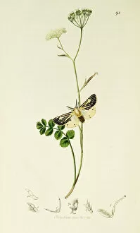 Burnet Collection: Curtis British Entomology Plate 92