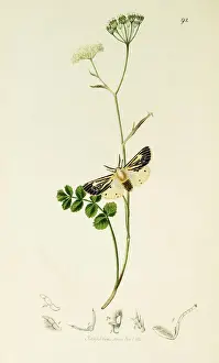 Saxifraga Prints: Curtis British Entomology Plate 92