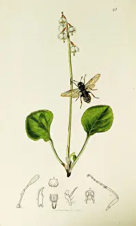Intermediate Prints: Curtis British Entomology Plate 93