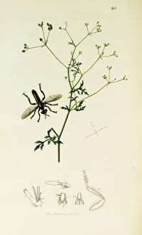Amomum Gallery: Curtis British Entomology Plate 94