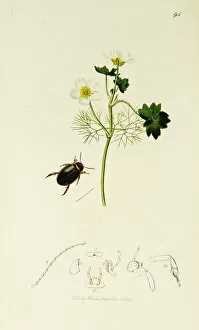 Cinereus Collection: Curtis British Entomology Plate 95