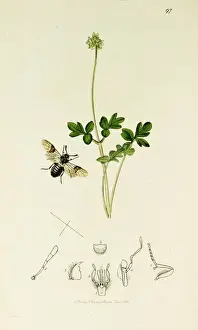 Fasciata Prints: Curtis British Entomology Plate 97