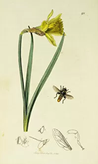 Hover Fly Collection: Curtis British Entomology Plate 98