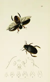 Curtis British Entomology Plate 99