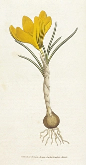 Images Dated 3rd February 2011: Curtis / Spring Crocus