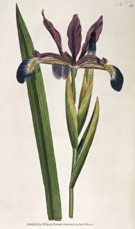 Curtis / Spurious Iris