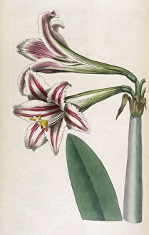 Amaryllis Gallery: Curtis / Superb Amaryllis