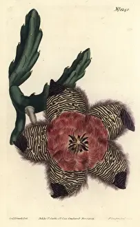 Succulent Prints: Cushioned stapelia, Stapelia pulvinata
