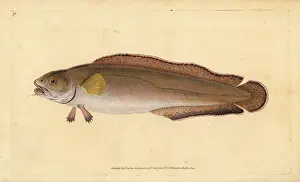 Cusk or tusk, Brosme brosme