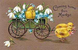 Easter Collection: Customs / Easter / Chicks