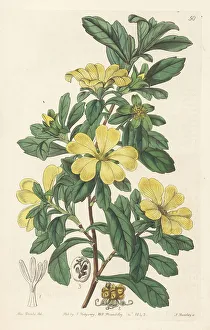 Miss Drake Prints: Cut-leaf hibbertia, Hibbertia cuneiformis