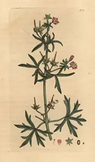 Cut-leaved cranesbill, Geranium dissectum