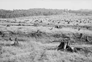 Garrett Prints: Cut-over, Garrett County, Maryland
