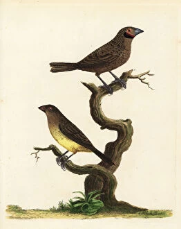 Cut-throat finch and African silverbill